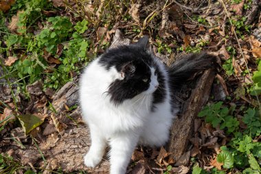 Tüylü siyah beyaz kedi sonbahar orman zemininde