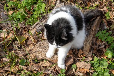 Sonbahar ormanında kütüğün üzerinde oturan siyah beyaz kedi.