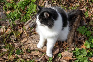 Sonbahar güneşinde yaprakların üzerinde oturan siyah ve beyaz kedi.