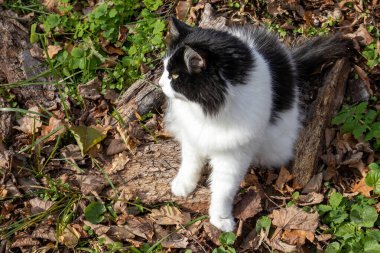 Tüylü siyah beyaz kedi güneş ışığında düşen yaprakların üzerinde oturuyor.