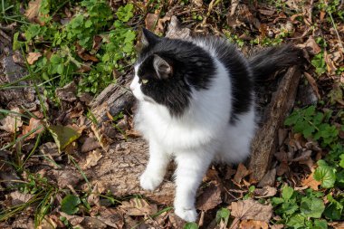 Siyah beyaz kedi sonbahar yapraklarının arasında orman zemininde oturuyor.