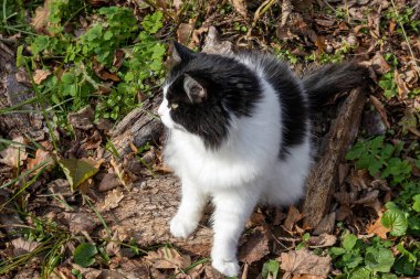 Pofuduk siyah beyaz kedi güneş ışığında orman zemininde