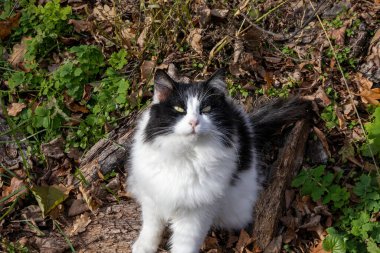Yumuşak siyah beyaz kedi ormanda yerde oturuyor.