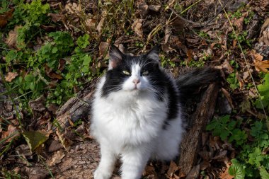 Yumuşak siyah beyaz kedi ormanda yerde oturuyor.