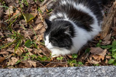 Sonbahar yaprakları üzerinde oturan siyah beyaz kedi.