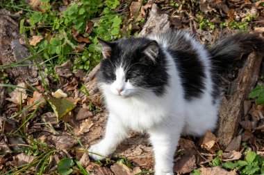 Siyah beyaz kedi güneş ışığında orman zemininde oturuyor.