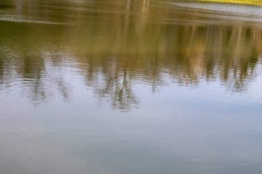 Sakin göl yüzeyi bahar günışığında bulanık ağaçları yansıtıyor.