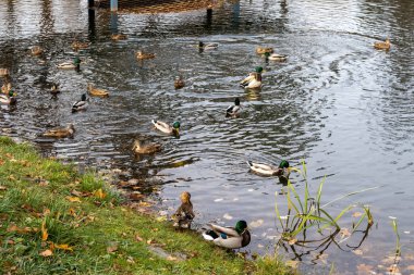 Bir grup yaban ördeği çimenli bir sahilde yüzüyor.