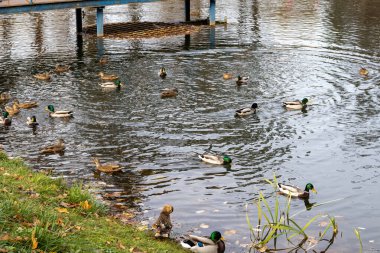 Mallard ördekleri çimen kıyısının yanındaki gölde yüzüyor.