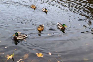 Sonbaharda sakin gölette yüzen bir grup yaban ördeği