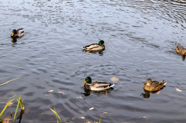 Sonbaharda sakin gölette yüzen Mallard ördekleri