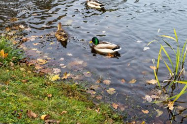 Mallard ördekleri sonbahar yapraklarıyla çevrili gölette yüzüyor.