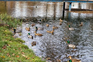 Yaban ördeği sürüsü çimenli kıyının yanındaki gölette yüzüyor.