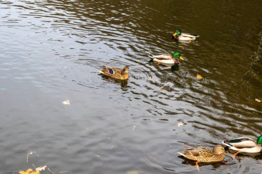 Mallard ördekleri sakin gölet suyunda yüzüyor