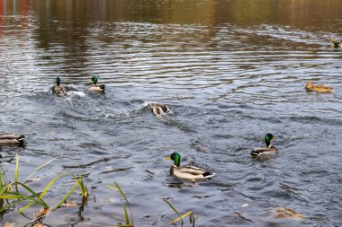 Mallard ördekleri dalgalarla dolu sakin bir gölette yüzüyor.