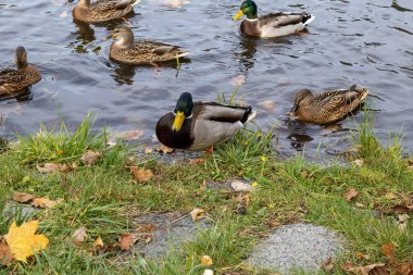 Mallard ördekleri gölette yüzüyor çimlerle ve yapraklarla kıyıda