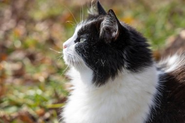Dışarıda güneş ışığında siyah beyaz tüylü kedi