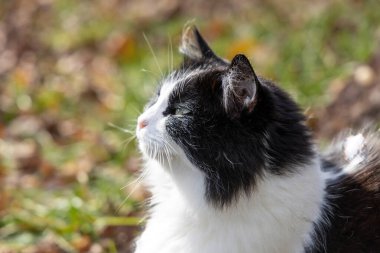 Siyah beyaz kedi gün ışığında dışarıda oturuyor.