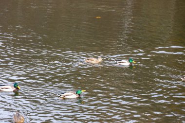 Gün ışığında sakin bir nehirde yüzen Mallard ördekleri