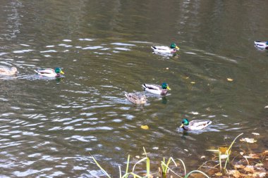 Mallard ördekleri sonbahar yapraklarıyla gölette yüzüyor.