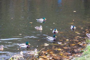Mallard ördekleri sonbahar havuzunda yüzüyor.