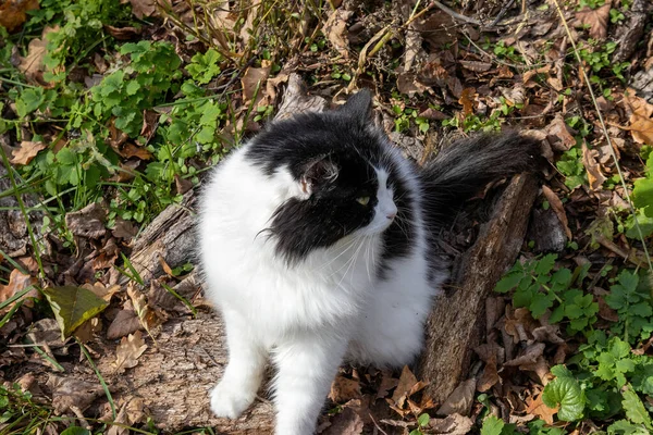 Tüylü siyah beyaz kedi sonbahar orman zemininde