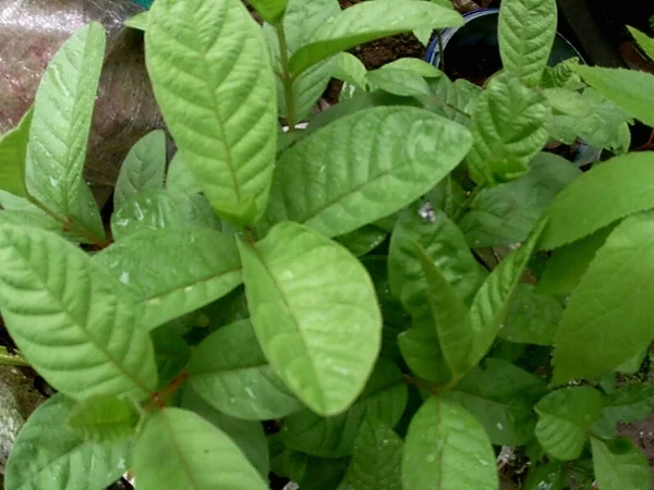 Una Foto Albero Guava Crescita — Foto Stock