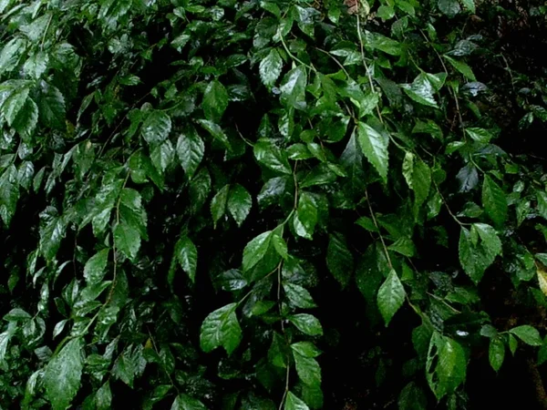 Foto Van Groene Bladeren Nat Met Regen — Stockfoto