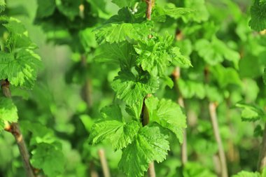 Yemyeşil bahar yeşil yaprakları Siyah frenk üzümü