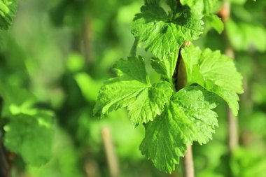 Yemyeşil bahar yeşil yaprakları Siyah frenk üzümü
