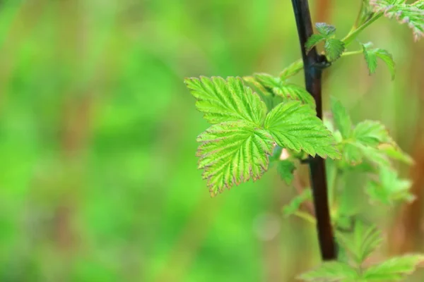 구 세의 나뭇잎 무성 한 봄 녹색 — 스톡 사진
