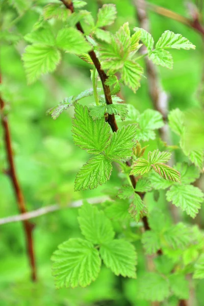 Větev s svěží jarní zelené listy z angreštu — Stock fotografie