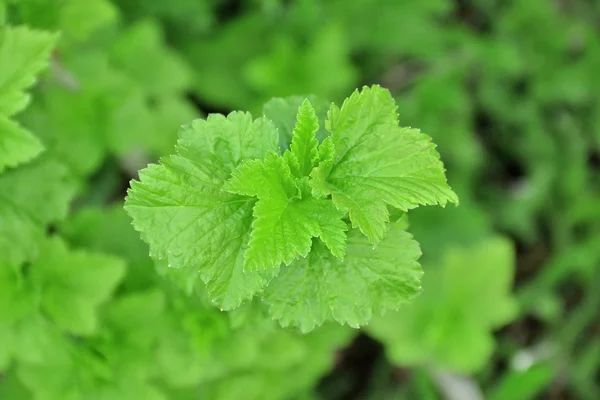 Primavera exuberante folhas verdes de groselha preta — Fotografia de Stock