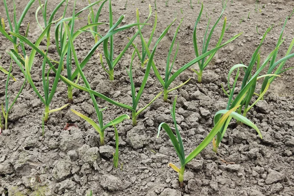 Patch with garlic. Growing garlic in garden — Stock Photo, Image