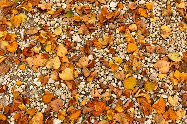 Herbst locker weg mit gelben Blättern — Stockfoto