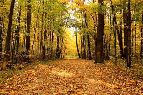 Paisaje de otoño. Aparcar en el otoño. Otoño dorado . — Foto de Stock