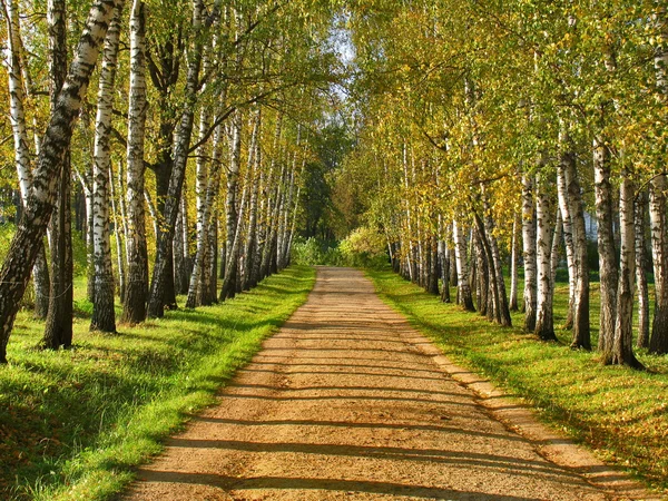 Callejón de abedul - Preshpect en otoño, Yasnaya Polyana, Tula, Rusia — Foto de Stock