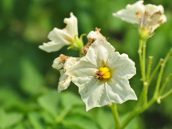 Batata com floração — Fotografia de Stock