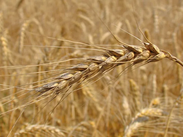 Spikelet of rye closeup — Stock Photo, Image