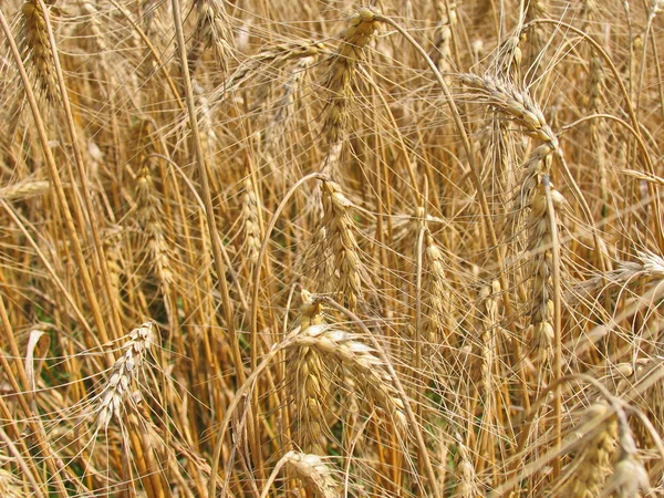 Golden rye spikelets — Stock Photo, Image