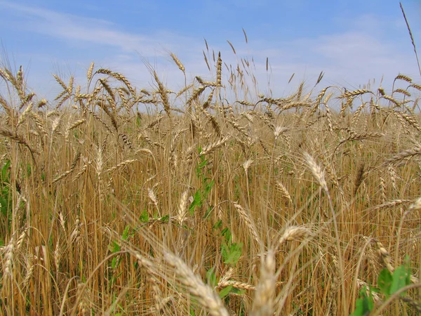 Rye ears on a background of blue sky — Stock Photo, Image