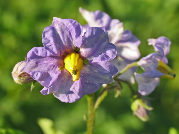 じゃがいもの花 — ストック写真