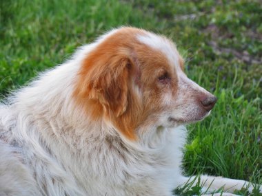 Tüylü köpek yeşil çim üzerinde yalan