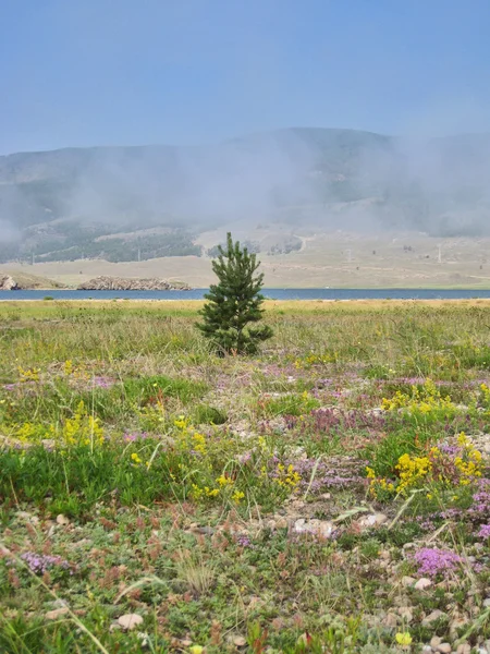 Naturaleza de Baikal. Abeto en un campo — Foto de Stock