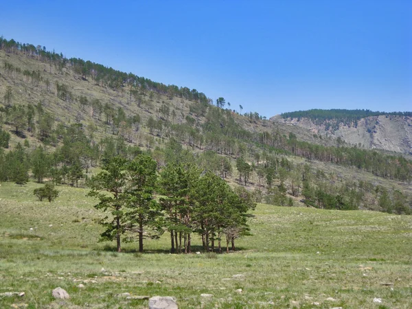 Naturen av Bajkalsjön. Brända skogen på kullen — Stockfoto