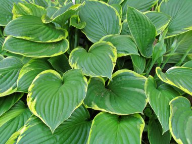 Hosta bitki