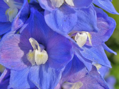 Muhteşem mavi delphinium