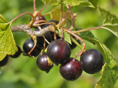 Siyah frenk üzümü meyveler. Frenk üzümü meyve bush