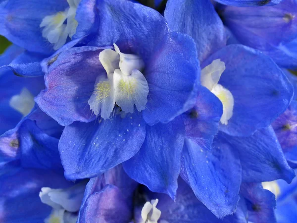Wspaniały delphinium niebieski — Zdjęcie stockowe