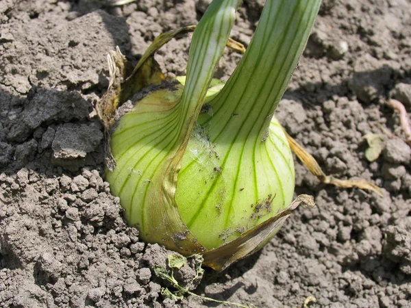 Onion on bed — Stock Photo, Image